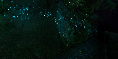 A view inside the very dark Waitomo Cave, with hundreds of dots of flourescent blue light speckling all sides of the cave from the glow worms.