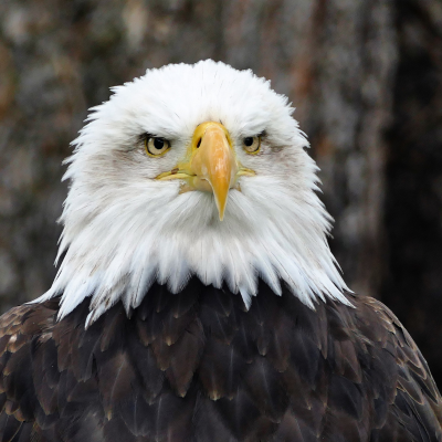 A close up photo of a bald eagle's head and face.