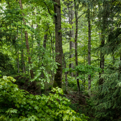 Looking into a dense forest of conifers and pine, with no discernible path.