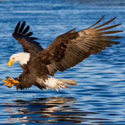 A bald eagle over water with wings back and talons forward, as if to grab something from the water.