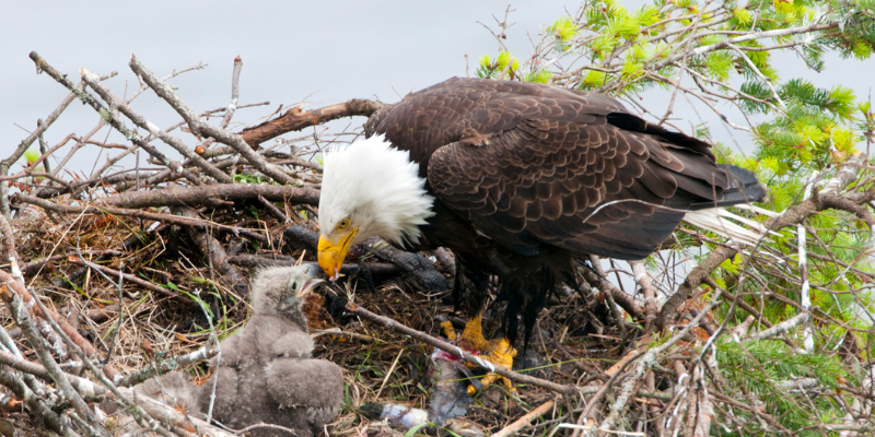 A bald eagle parent sitting on its sticky eyrie, with its beak feeding a baby eagle chick. The baby is covered in grey downy feathers and is tiny compared to the parent.