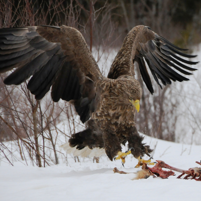 A golden eagle grabbing a bloody skeleton with a little meat left on it, in a snowy scene. The eagle wings are bent behind and the talons are outstretched to grab the meat.