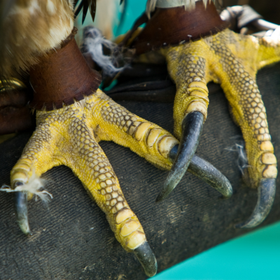 A closeup view of bald eagle feet perched on a brown piece of leather with a turquoise background. There are straps on the eagle's ankles. .