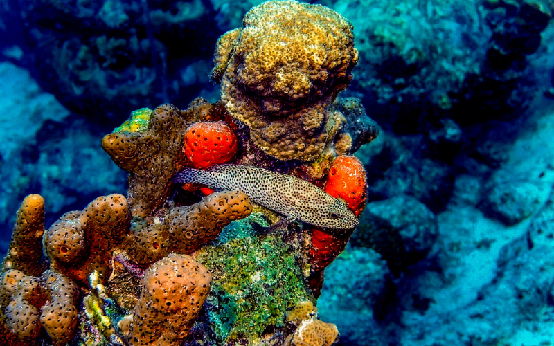 A colorful coral reef photo with a sleeping, spotted fish resting at the top.